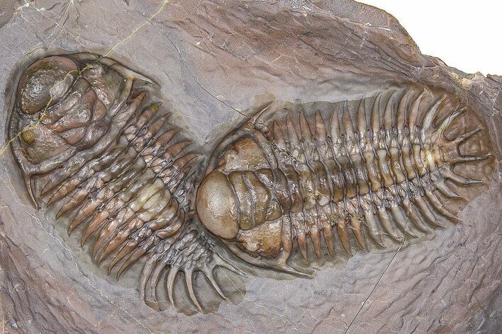 Two Beautiful Crotalocephalus Trilobites - Jorf, Morocco #362845